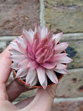 Load image into Gallery viewer, Sempervivum SAXON