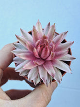 Load image into Gallery viewer, Sempervivum SAXON