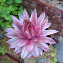 Load image into Gallery viewer, Sempervivum SAXON