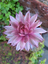 Load image into Gallery viewer, Sempervivum SAXON