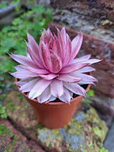 Load image into Gallery viewer, Sempervivum SAXON