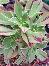 Load image into Gallery viewer, Aeonium Leucoblepharum