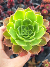 Load image into Gallery viewer, Aeonium ‘Green Lemon’ – Green & Yellow Variegated Succulent