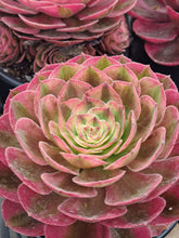 Load image into Gallery viewer, Aeonium ALLURE Syn. Halloween White variegated.