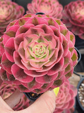 Load image into Gallery viewer, Aeonium ALLURE Syn. Halloween White variegated.