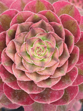 Load image into Gallery viewer, Aeonium ALLURE Syn. Halloween White variegated.