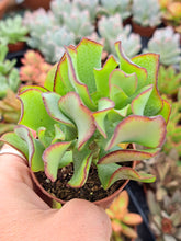 Load image into Gallery viewer, Crassula Arborescens Ssp. Undulatifolia 'CURLY'