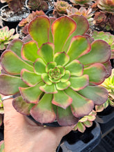 Load image into Gallery viewer, Aeonium ‘Black King Kong’ – UK-Grown Variegated Succulent