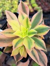Load image into Gallery viewer, Aeonium leucoblepharum variegata – Rare UK-Grown Succulent
