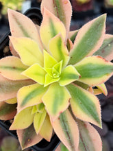 Load image into Gallery viewer, Aeonium leucoblepharum variegata – Rare UK-Grown Succulent
