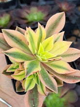 Load image into Gallery viewer, Aeonium leucoblepharum variegata – Rare UK-Grown Succulent