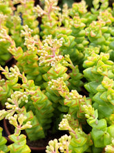 Load image into Gallery viewer, Crassula 'Tom Thumb' – UK-Grown Miniature Succulent