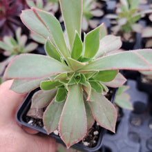 Load image into Gallery viewer, Aeonium Leucoblepharum