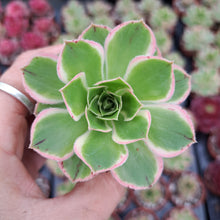 Load image into Gallery viewer, Aeonium ‘Green Rose’ – UK-Grown White-Edged Succulent
