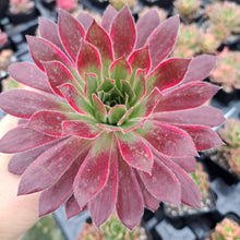 Load image into Gallery viewer, Aeonium PEACOCK syn. Black Magic VARIEGATED