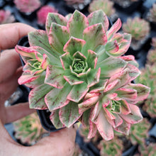 Load image into Gallery viewer, Aeonium ‘Green Tea’ – Variegated Bronze Medal Succulent
