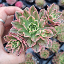 Load image into Gallery viewer, Aeonium ‘Green Tea’ – Variegated Bronze Medal Succulent
