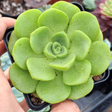 Load image into Gallery viewer, Aeonium ‘Lily Pad’ – Compact Dark-Green Succulent