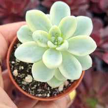 Load image into Gallery viewer, Sedum clavatum f. Variegata – UK-Grown Variegated Succulent