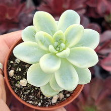 Load image into Gallery viewer, Sedum clavatum f. Variegata – UK-Grown Variegated Succulent