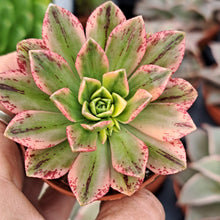 Load image into Gallery viewer, Aeonium ‘Green Tea’ – Variegated Bronze Medal Succulent