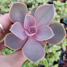 Load image into Gallery viewer, Echeveria PEARL VON NUREMBURG