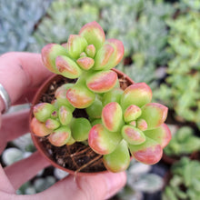 Load image into Gallery viewer, Sedum lucidum ‘Obesum’ – UK-Grown Giant Jelly Bean