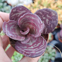 Load image into Gallery viewer, Kalanchoe humilis 'Tiger' – UK-Grown Red Zebra Succulent