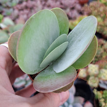 Load image into Gallery viewer, Kalanchoe thyrsiflora 'Red Lips' – UK-Grown Flapjack