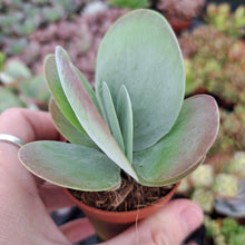 Load image into Gallery viewer, Kalanchoe thyrsiflora 'Red Lips' – UK-Grown Flapjack