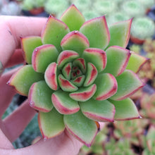 Load image into Gallery viewer, Echeveria agavoides RED TIPS
