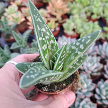 Load image into Gallery viewer, Aloe variegata – UK-Grown Tiger Aloe Succulent