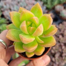 Load image into Gallery viewer, Sedum Adolphii  5.5cm