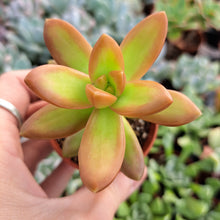 Load image into Gallery viewer, Sedum nussbaumerianum – UK-Grown Orange Succulent