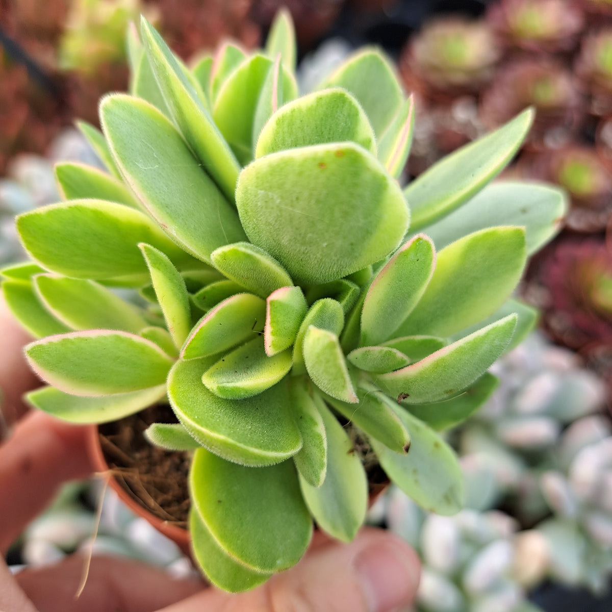money maker succulent Crassula Swaziensis "Money Maker Variegated" – W & S Lockyer