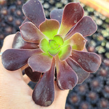 Load image into Gallery viewer, Aeonium 'Velour' – UK-Grown Succulent