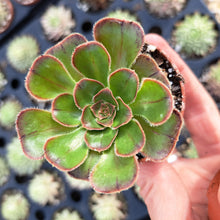 Load image into Gallery viewer, Aeonium Arboreum Rubrolineatum