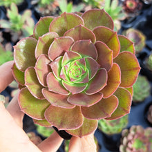 Load image into Gallery viewer, Aeonium HALLOWEEN syn. MADEIRA ROSE