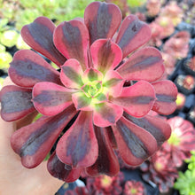 Load image into Gallery viewer, Aeonium MEDUSA