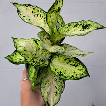 Load image into Gallery viewer, Dieffenbachia Maculata 'Amy' (leopard lily) 14cm pot | House plant