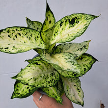 Load image into Gallery viewer, Dieffenbachia Maculata 'Amy' (leopard lily) 14cm pot | House plant