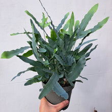 Load image into Gallery viewer, Phlebodium Aureum 'Blue Star Fern' 14cm pot | House plant