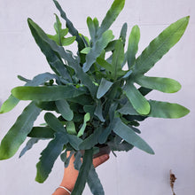 Load image into Gallery viewer, Phlebodium Aureum 'Blue Star Fern' 14cm pot | House plant