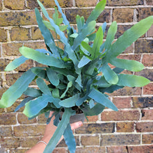 Load image into Gallery viewer, Phlebodium Aureum 'Blue Star Fern' 14cm pot | House plant