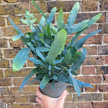 Load image into Gallery viewer, Phlebodium Aureum 'Blue Star Fern' 14cm pot | House plant