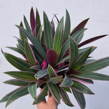 Load image into Gallery viewer, Rhoeo spathacea Discolor (Tradescanthia) 14cm pot | House plant