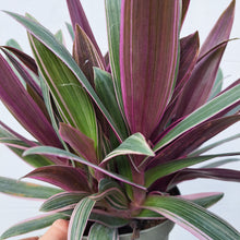 Load image into Gallery viewer, Rhoeo spathacea Discolor (Tradescanthia) 14cm pot | House plant