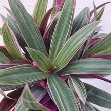 Load image into Gallery viewer, Rhoeo spathacea Discolor (Tradescanthia) 14cm pot | House plant