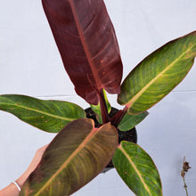 Load image into Gallery viewer, Philodendron 'Red Sun' 14cm pot | House plant