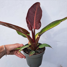 Load image into Gallery viewer, Philodendron 'Red Sun' 14cm pot | House plant
